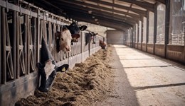 Somerset: Forage Focus – Improving grass silage and integrating home-grown pulses into the dairy ration